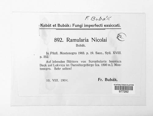 Ramularia nicolai image